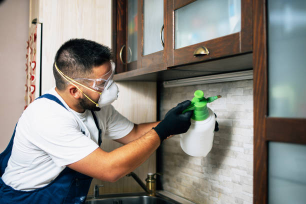 Best Flea Control Services  in Van Wert, OH